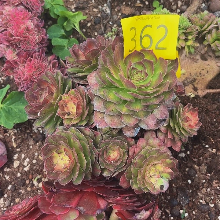 多肉植物福利362个