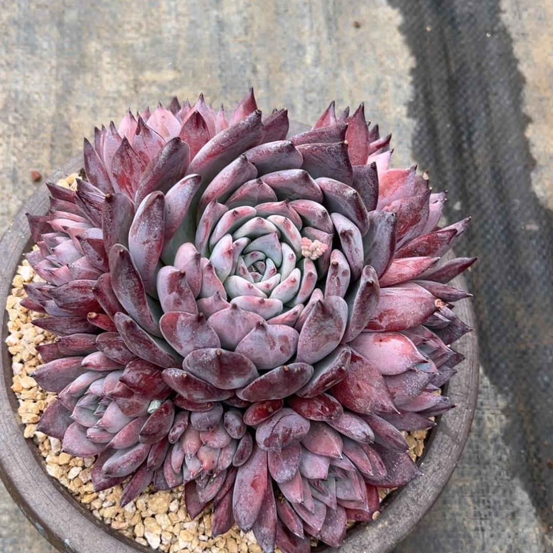 多肉植物多肉植物