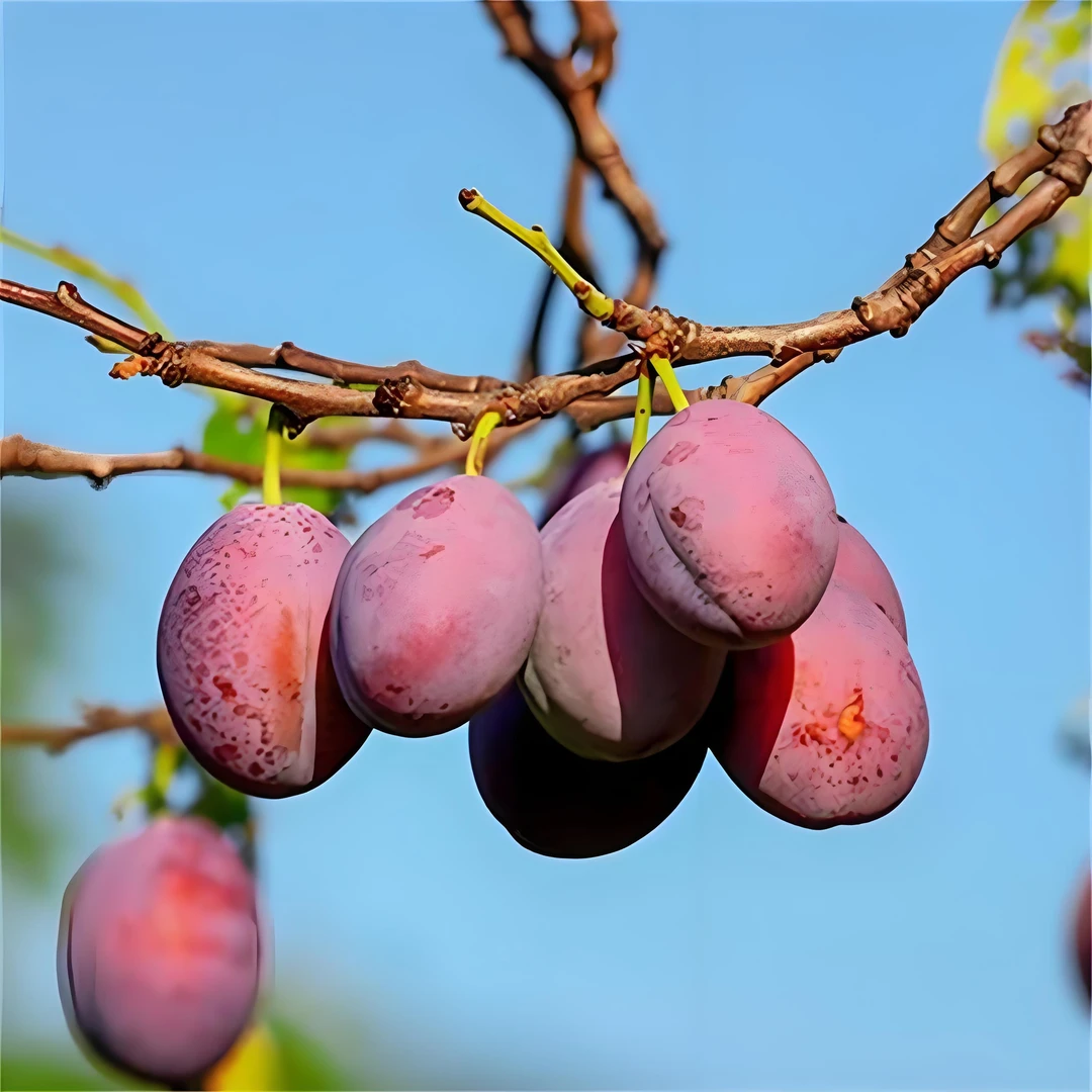 垣禾（西梅）容器苗露台庭院盆栽地载成活率高