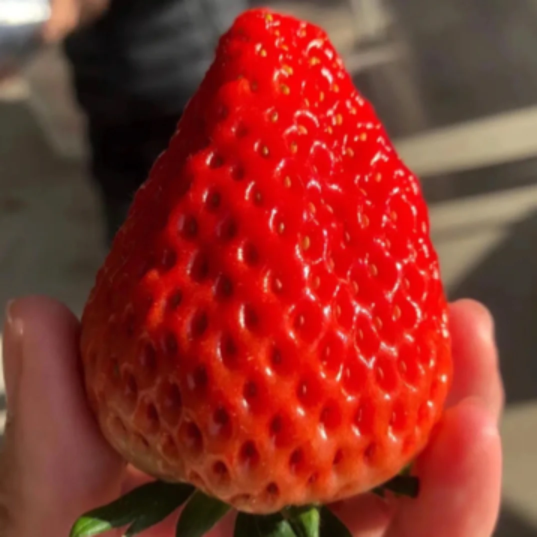 本地大棚现摘红颜草莓