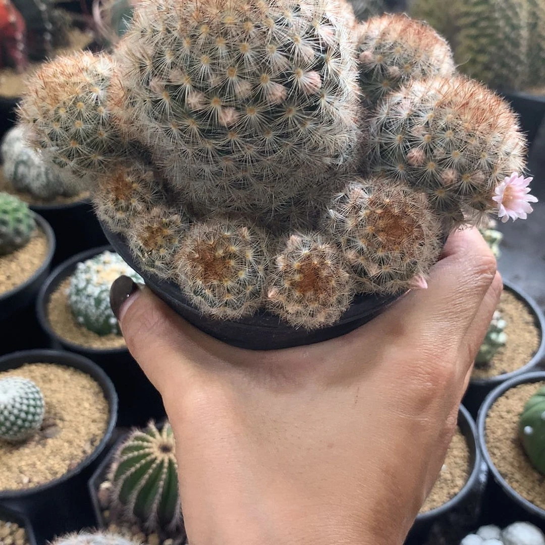 x****实生根嘉文丸群生