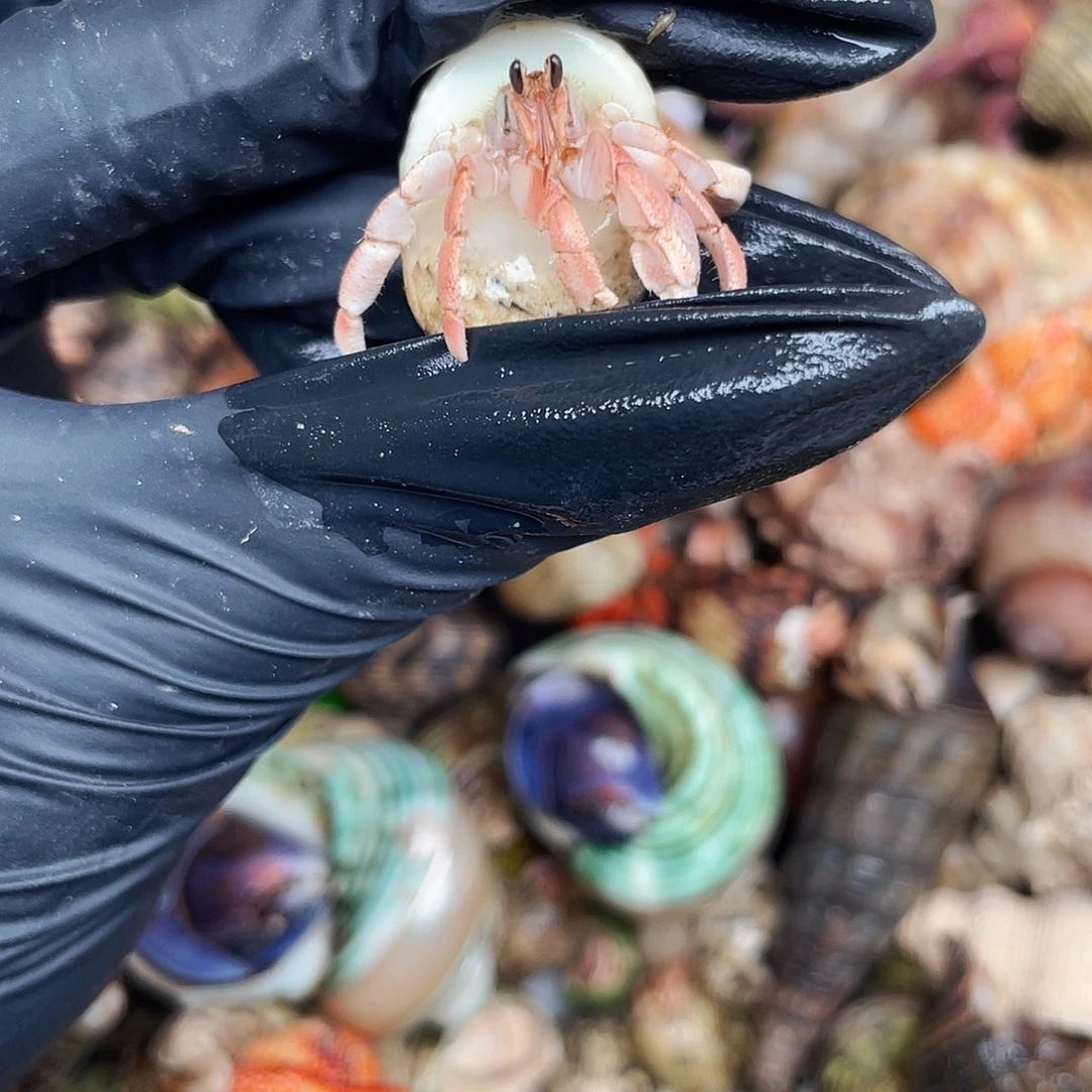 代***作寄居蟹寄居蟹4474