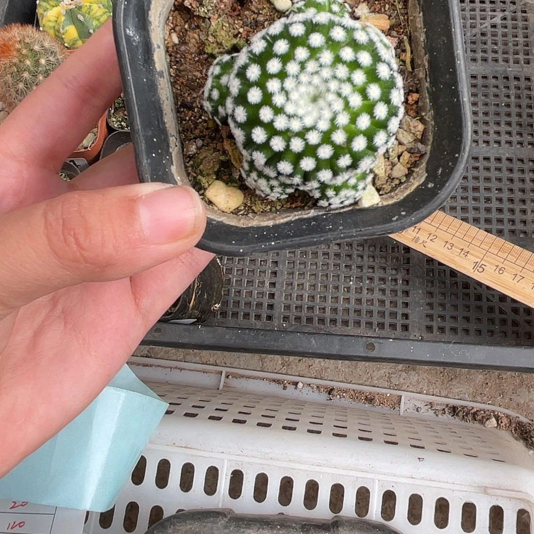 252佛头春星仙人球植物