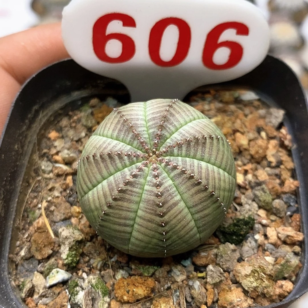 606布纹福利特价咯啦