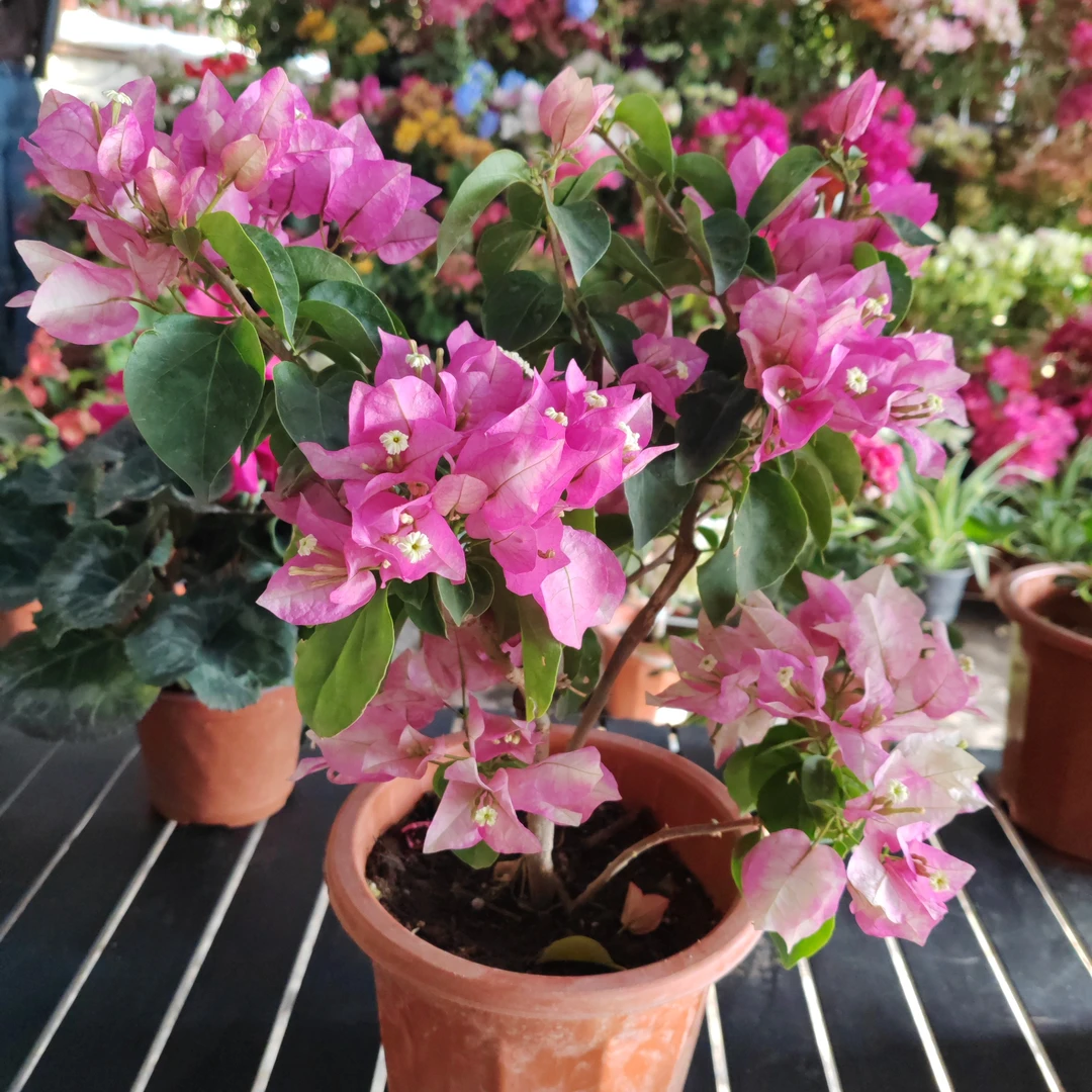 变色龙三角梅一盆包邮到家