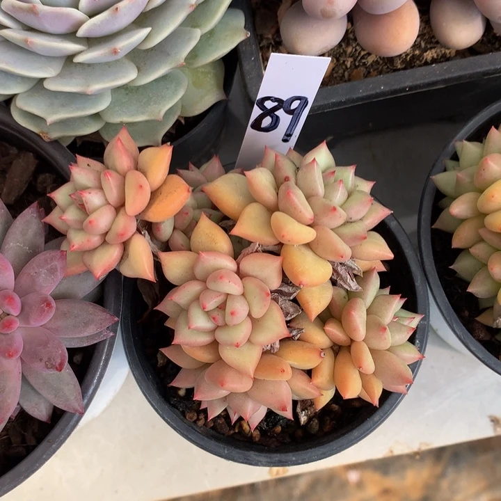 多肉植物727272727