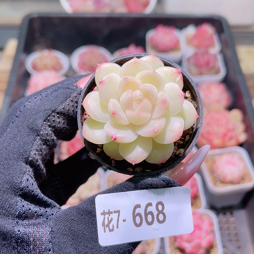 花利美7-668新品 微瑕