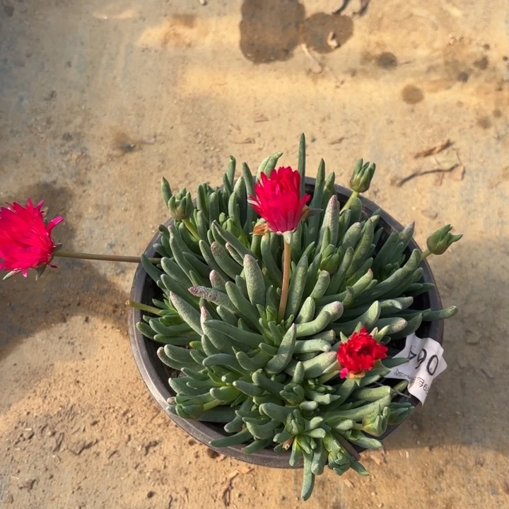 奔龙多肉植物6064