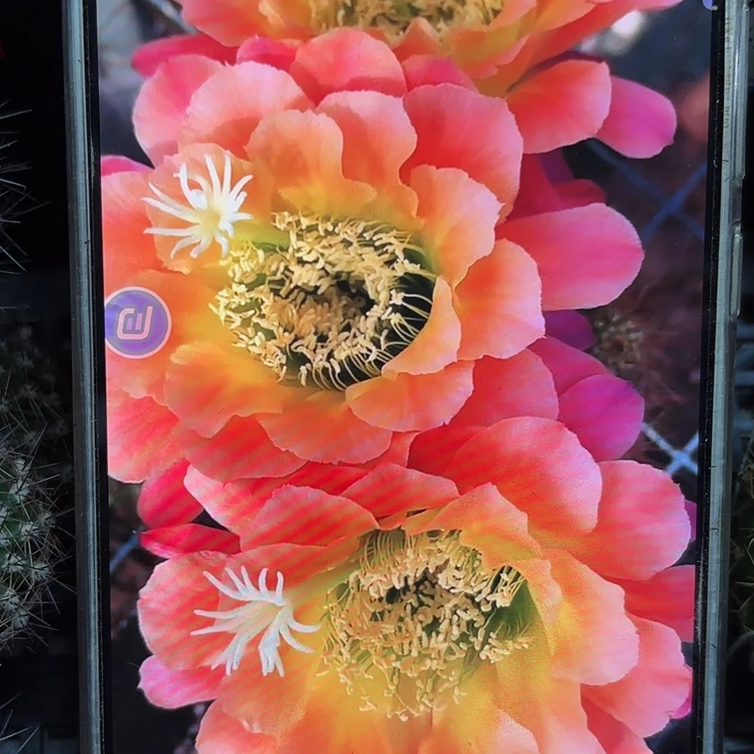 杏光辉侧牙20包邮20