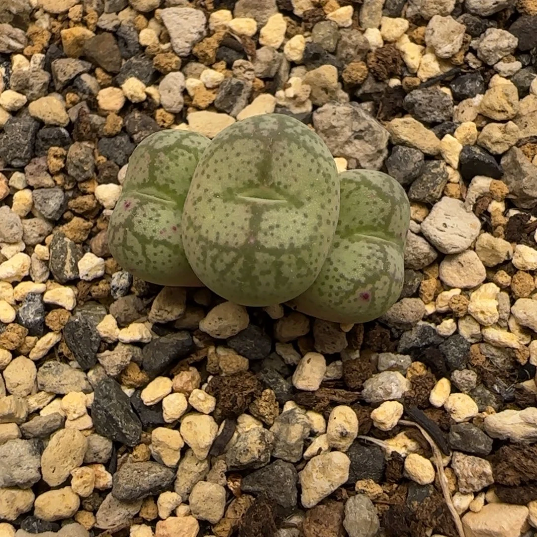 白花紫猴实生 花色未知多肉植物一颗