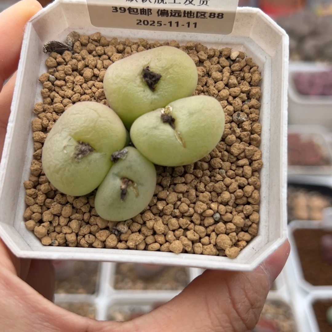 025号 孔卡多肉植物