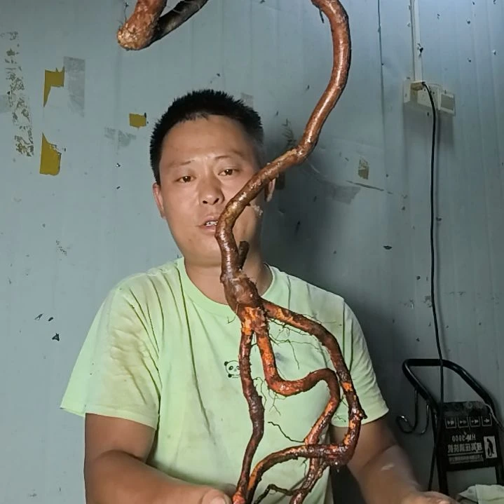 龙***民无花朵盆景素材拍品