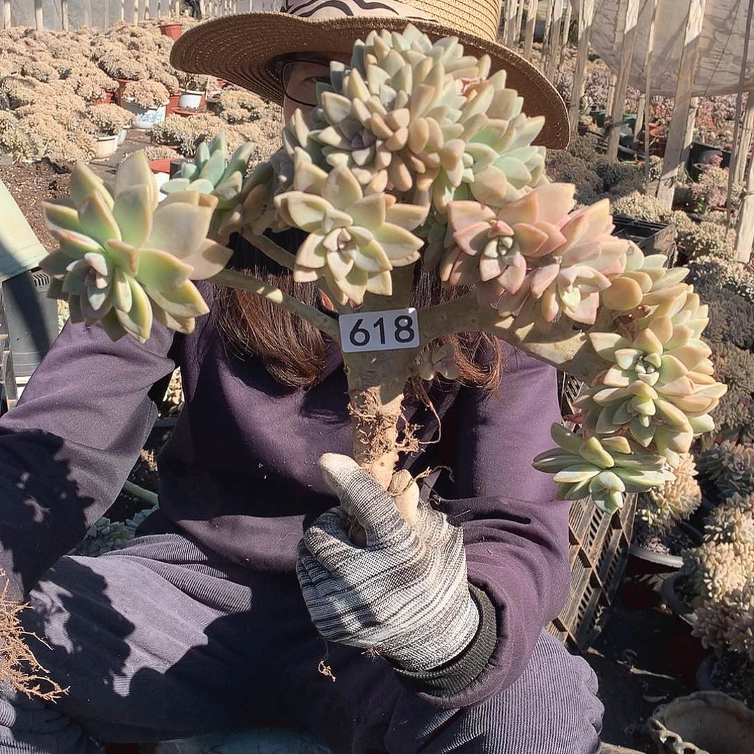 618 淡雪缀 一物一拍