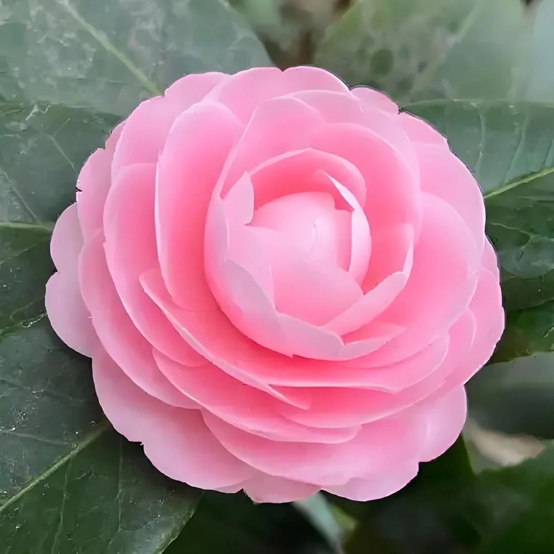 宫粉名贵茶花了阳台庭院地栽四季常青不落叶