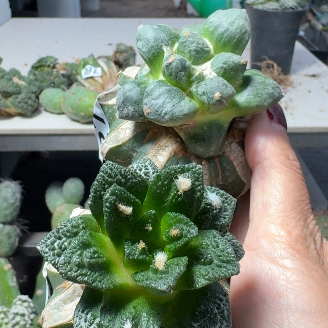 【闪购商品】无花朵两款福利牡丹270.202