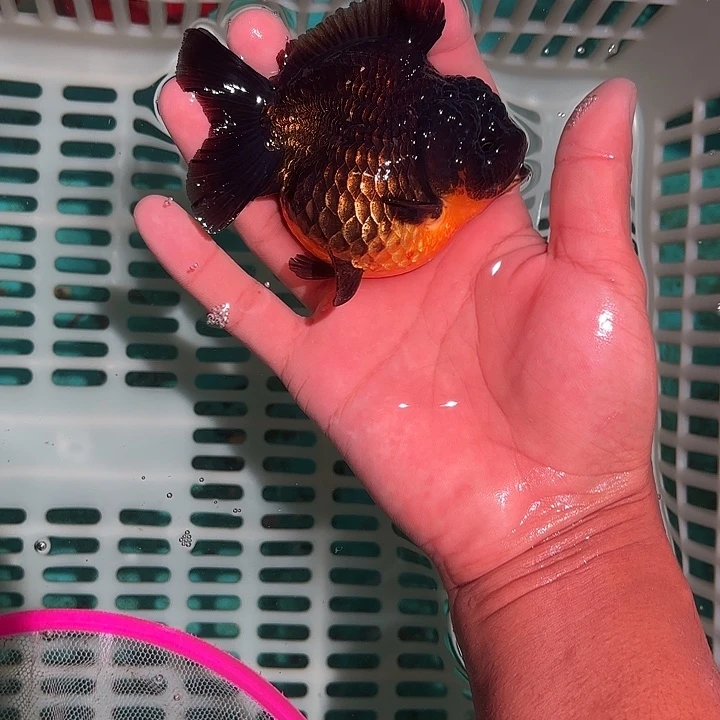 金鱼包邮123456789