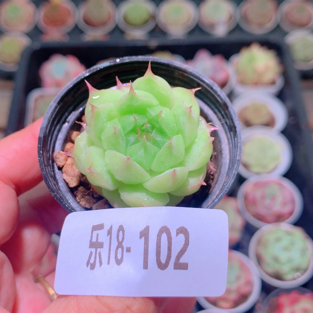 乐然18-102 海王单头