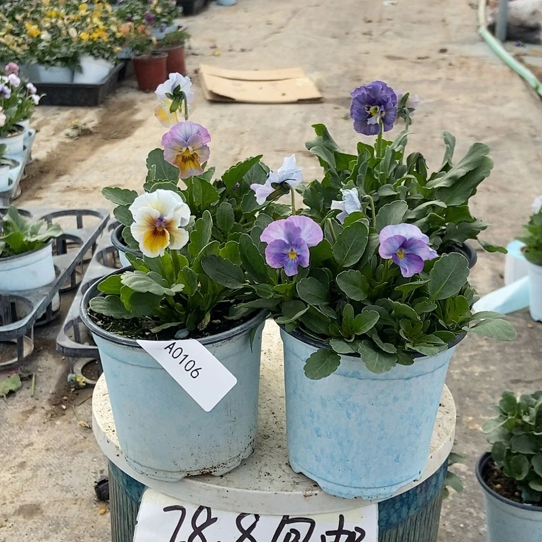 大部分花苞少量开放106