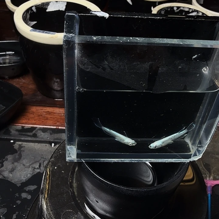 青鳉鱼131号拍品银炎