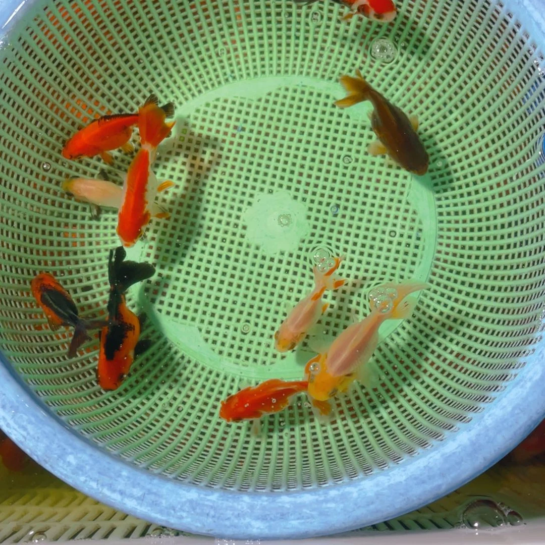 海水鱼花泰狮金鱼71