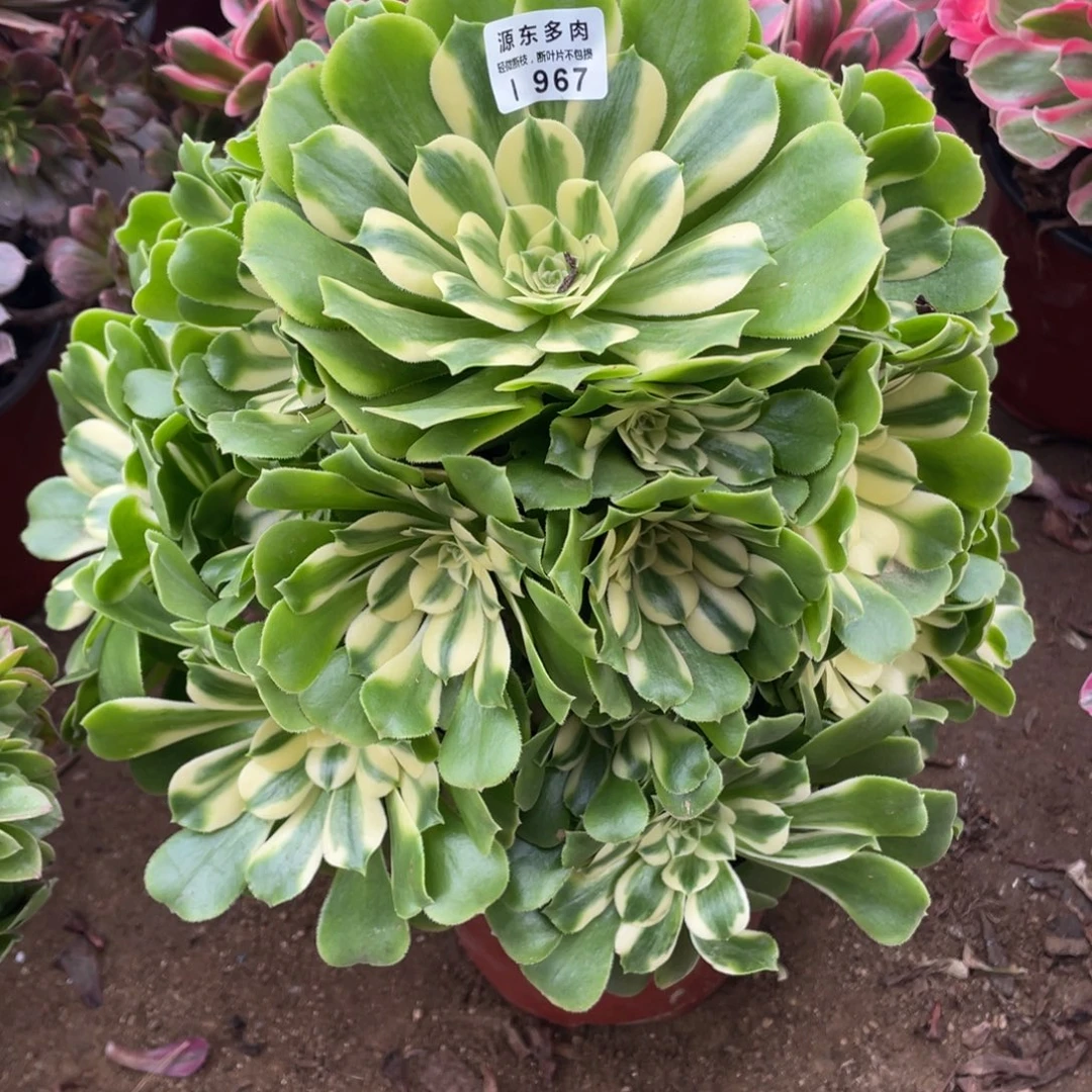 967辛尼亚多肉法师断枝不包