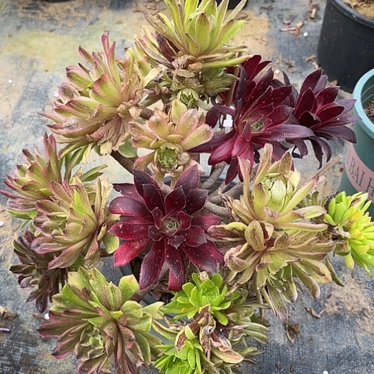 多肉植物法师嫁接15