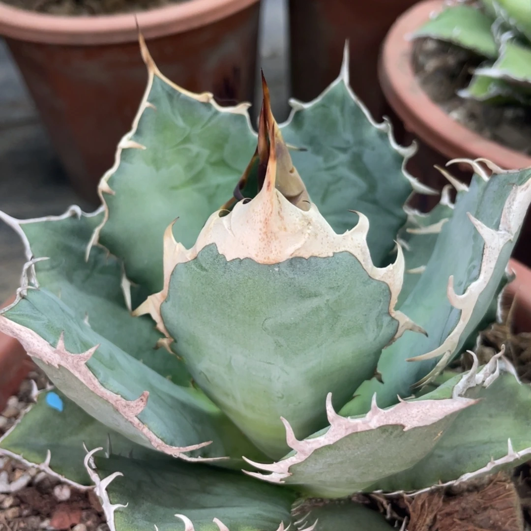 籃皮野二10000000000000