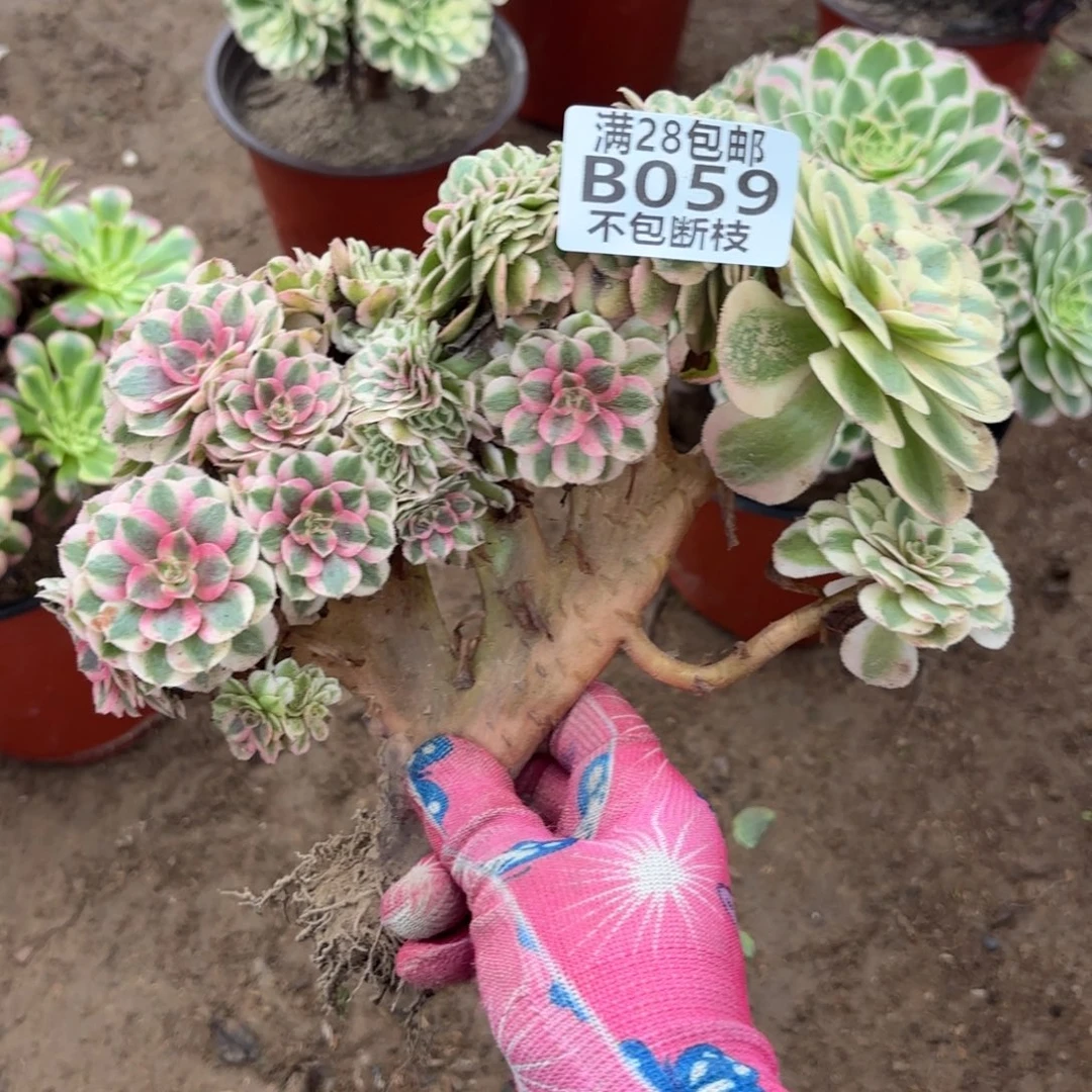 M. 059倾缀有瑕疵多肉12