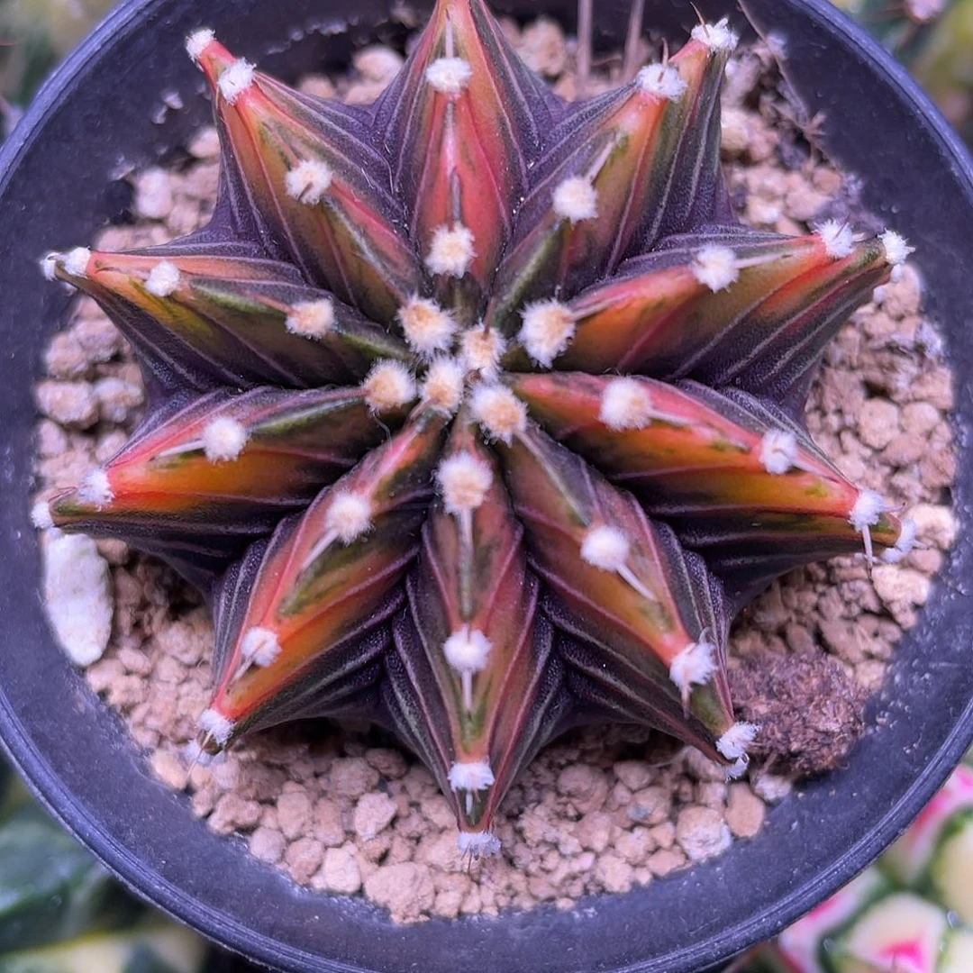 1-119肋骨锦5.7厘米