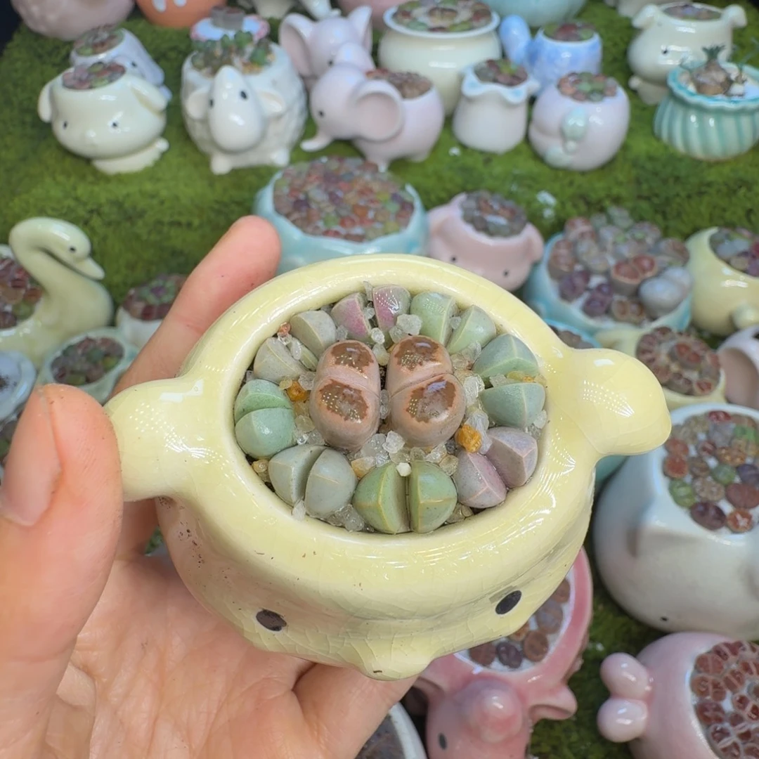 杨***笨多肉植物福利冲882