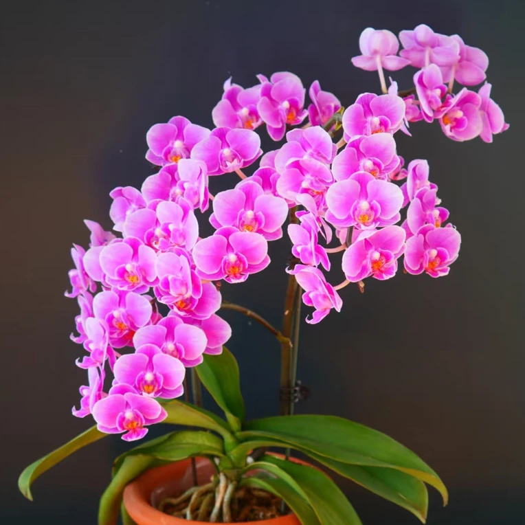 小众品种密尔沃基蝴蝶兰梗苗不带花苞待花剑2花剑叶子裂开属正常