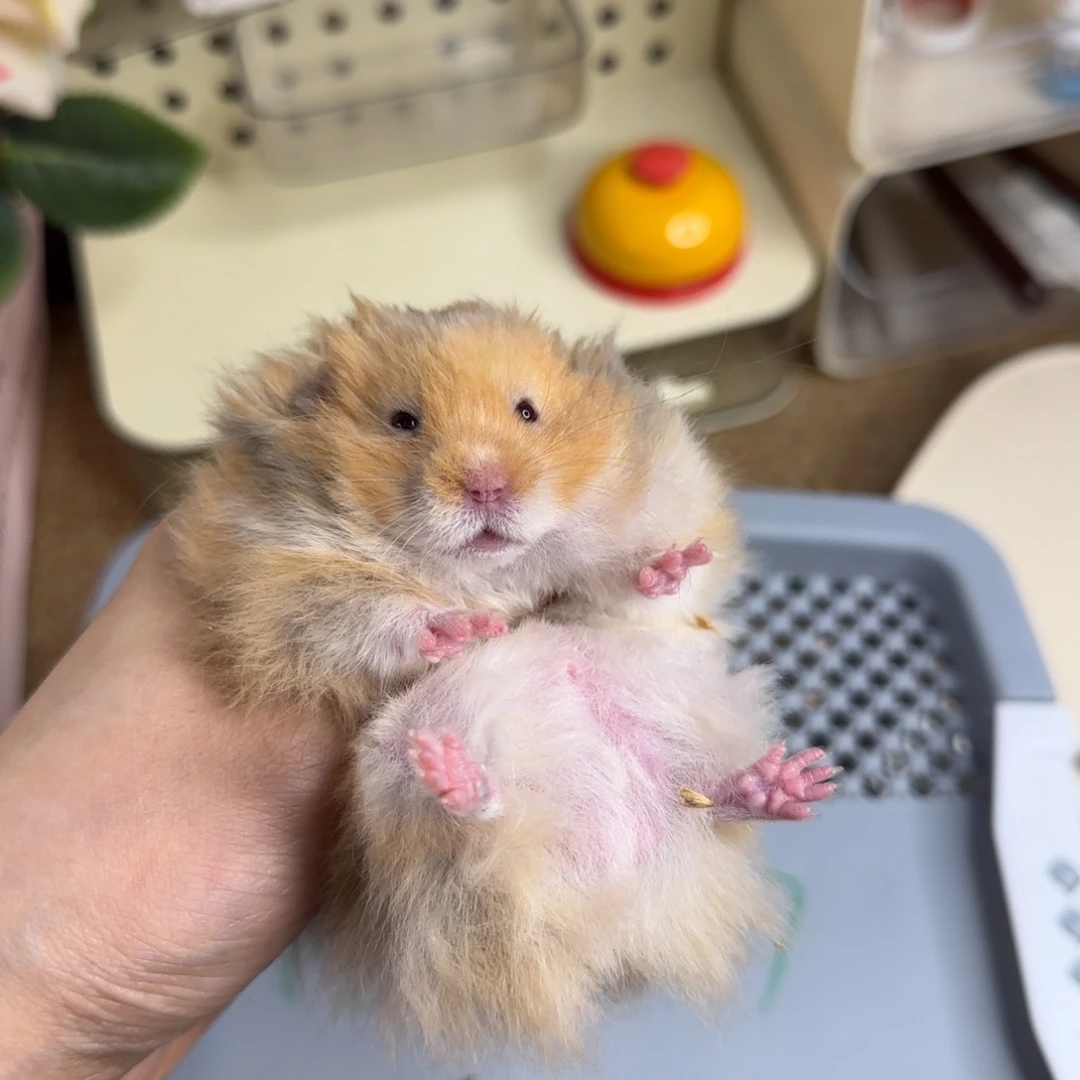 肉桂弟弟8.08生日