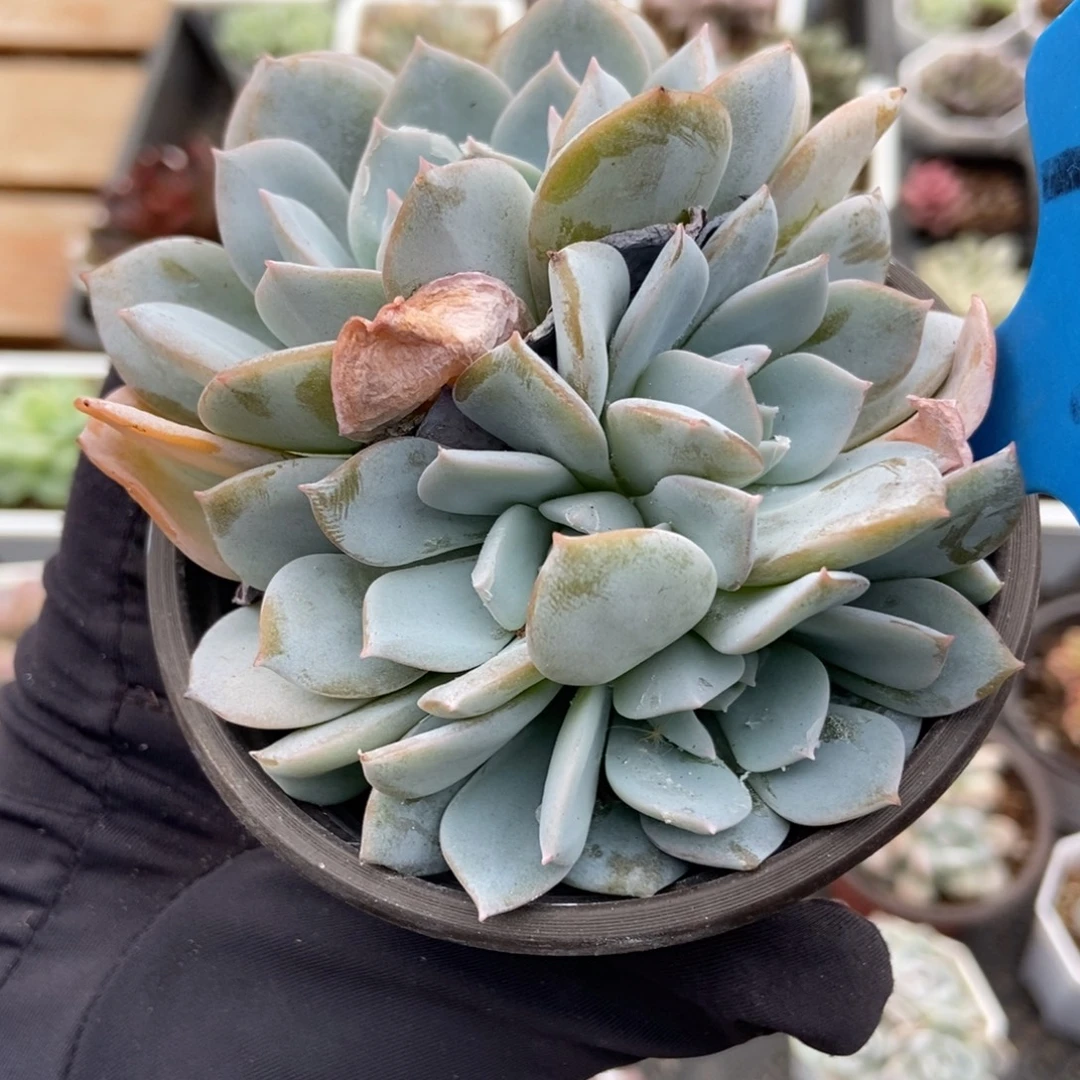 9018白茶多肉植物