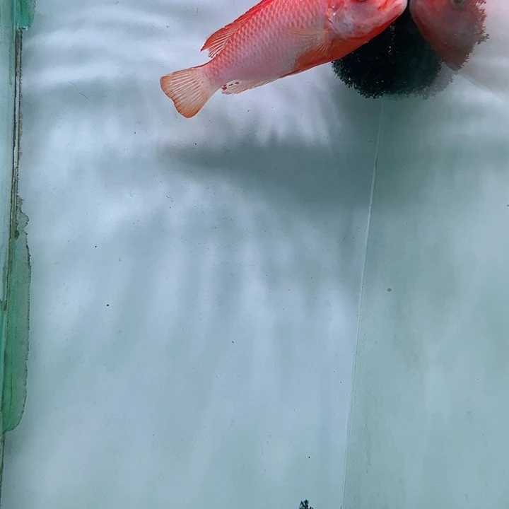 揍***的海水鱼太阳花红鸡专拍