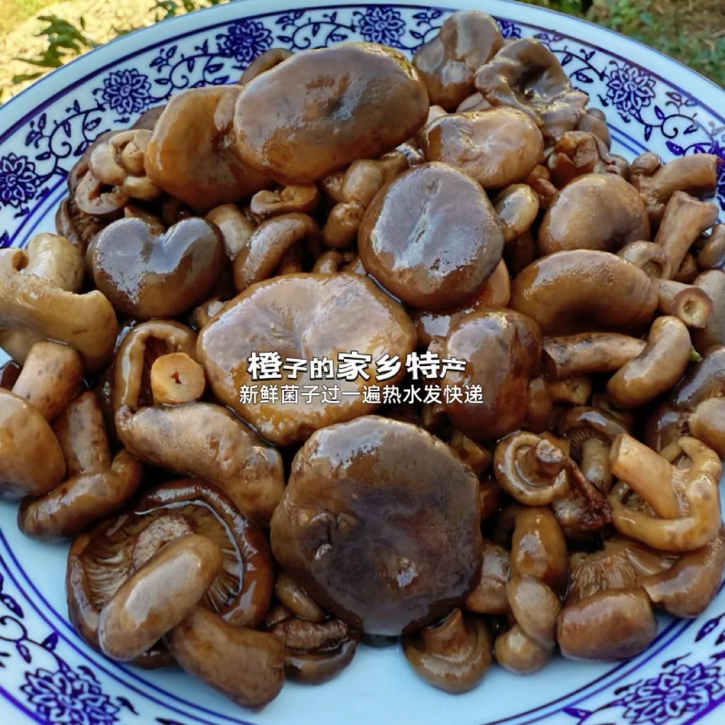 清水重阳菌寒菌鲜包湖南750克/袋
