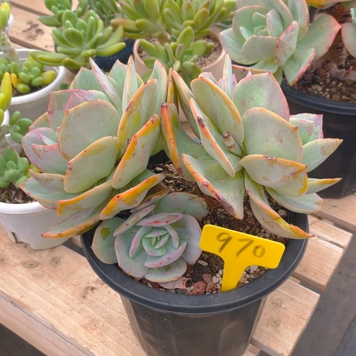 白凤多肉植物9 7 0