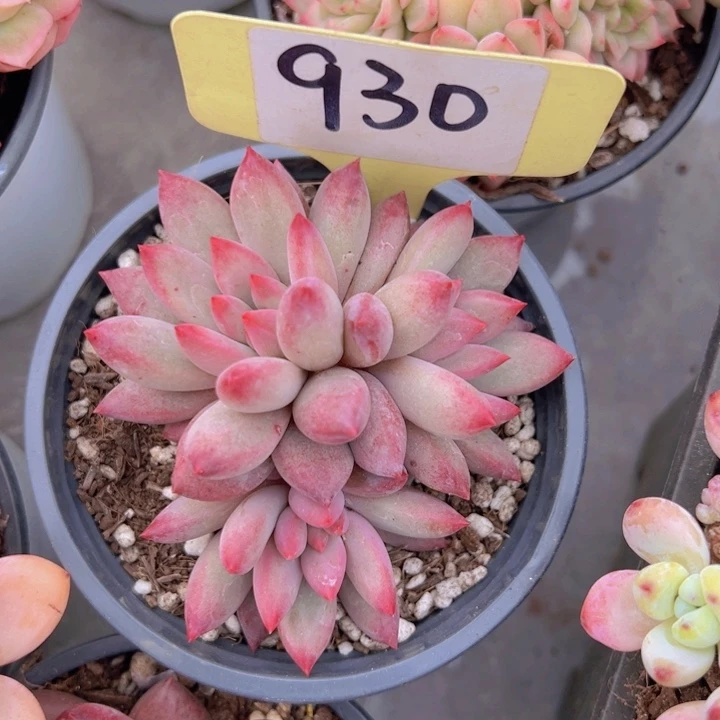 健健康康平平安安