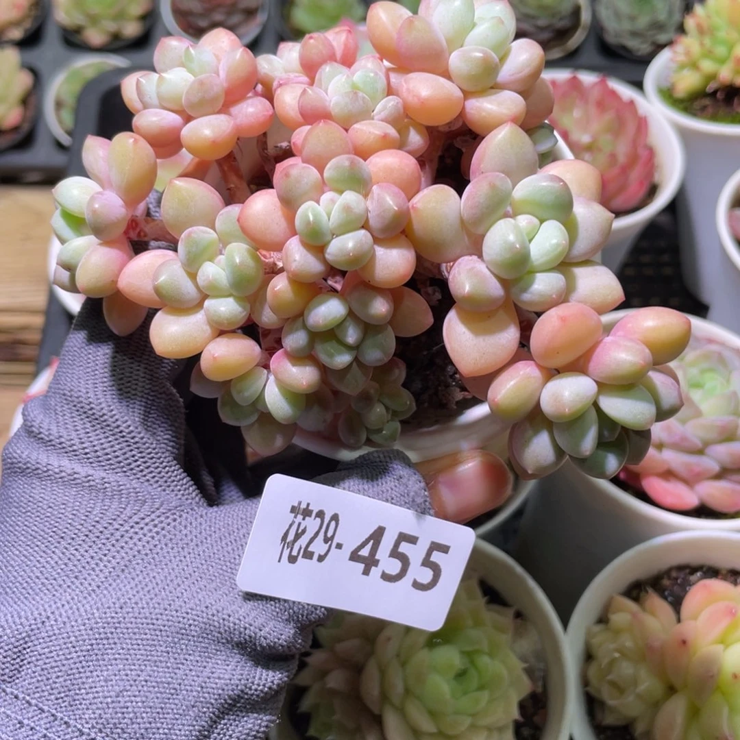 花利美29-455泡泡糖