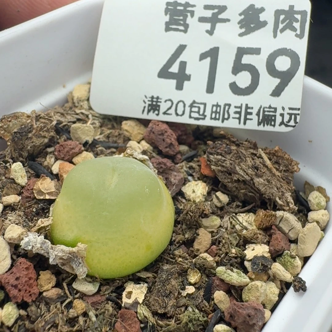 拉登1.4➕带盆土1200