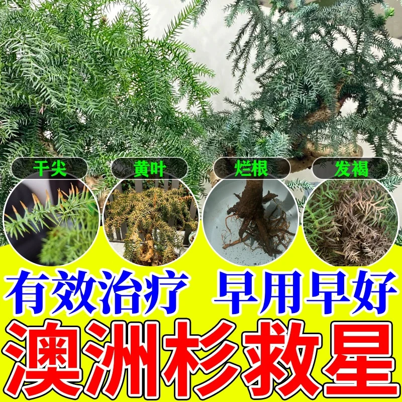 澳洲杉植物营养液黄叶干枯盆栽罗汉松园艺生长土壤黄化黄叶病种植