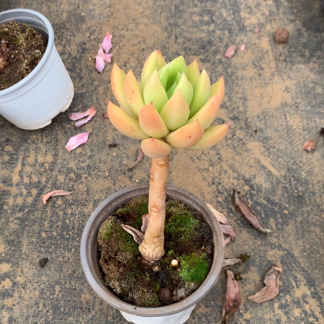 我不敢看电视你知道吧