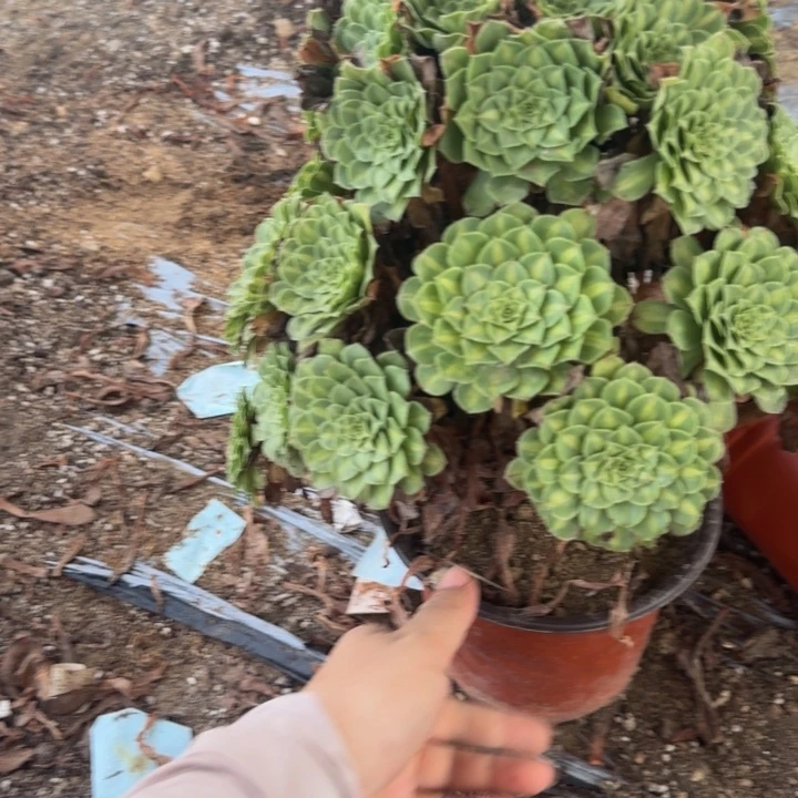 390绿知否 多肉植物