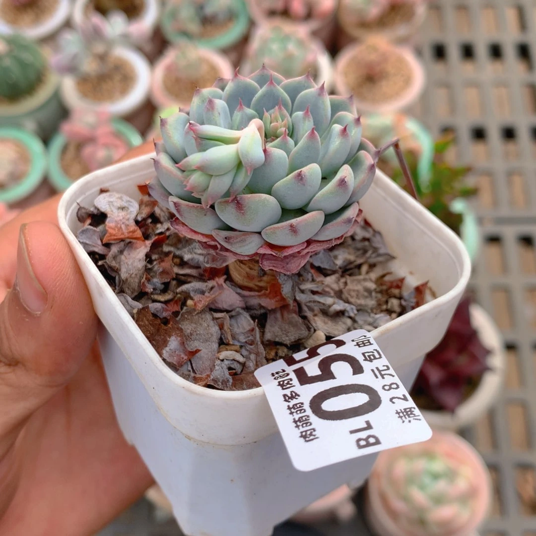 P肉萌萌5cm拇指盆精控多肉BL055