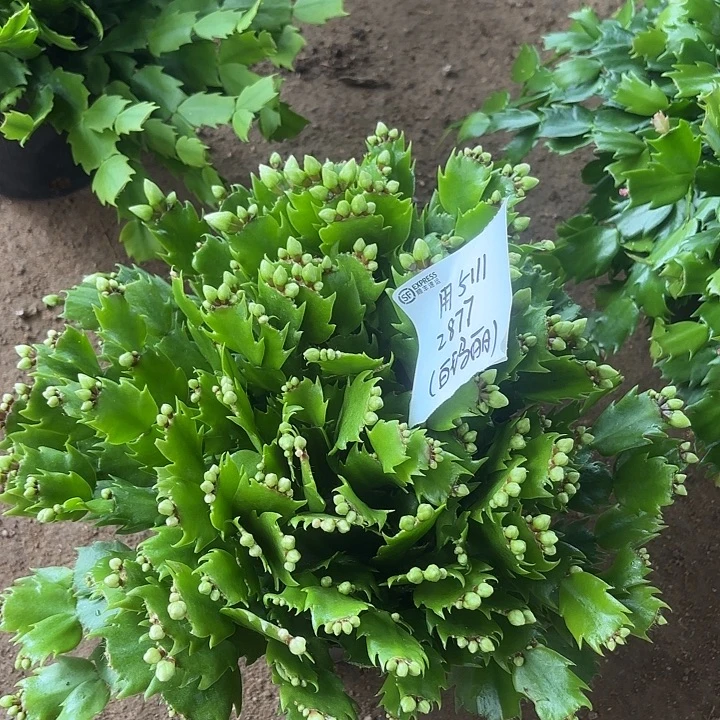 用***1当前无花栽培后可以开花