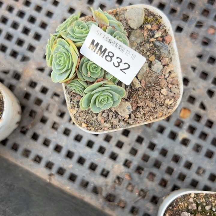 苗苗开播福利特价山地玫瑰832