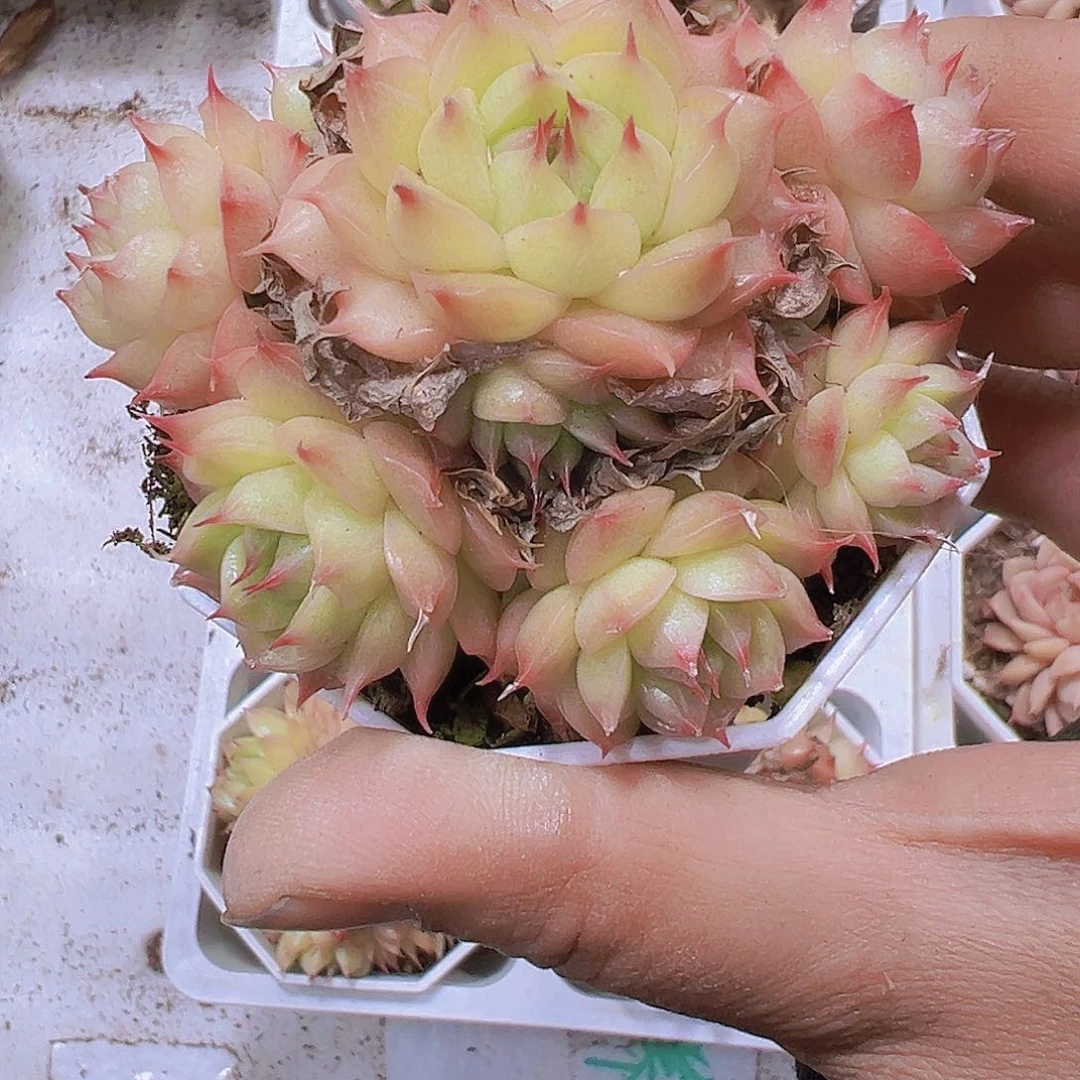 粉体海王群生19包邮