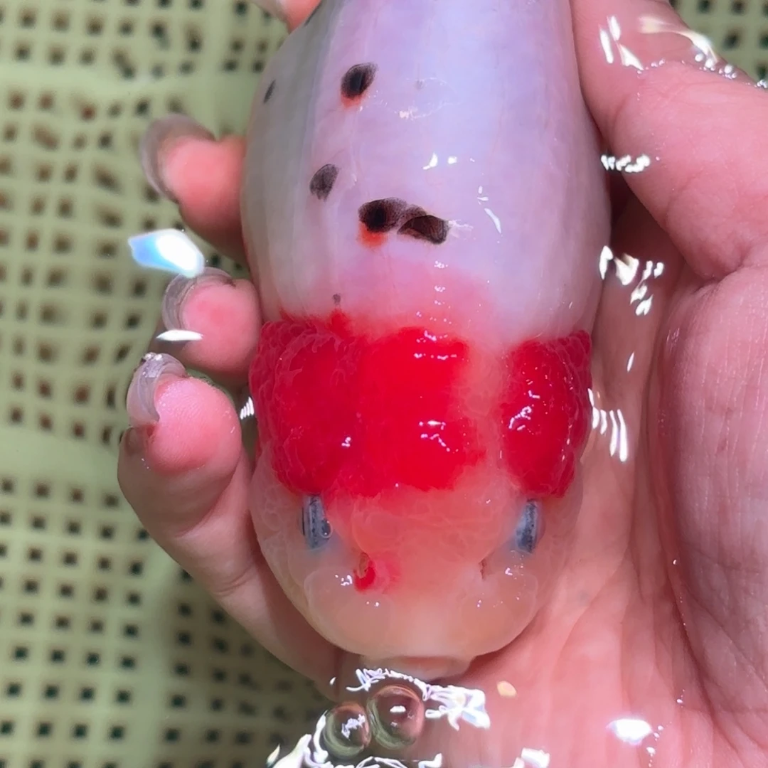 C***.金鱼拍包装包邮，不拍包装运费到付