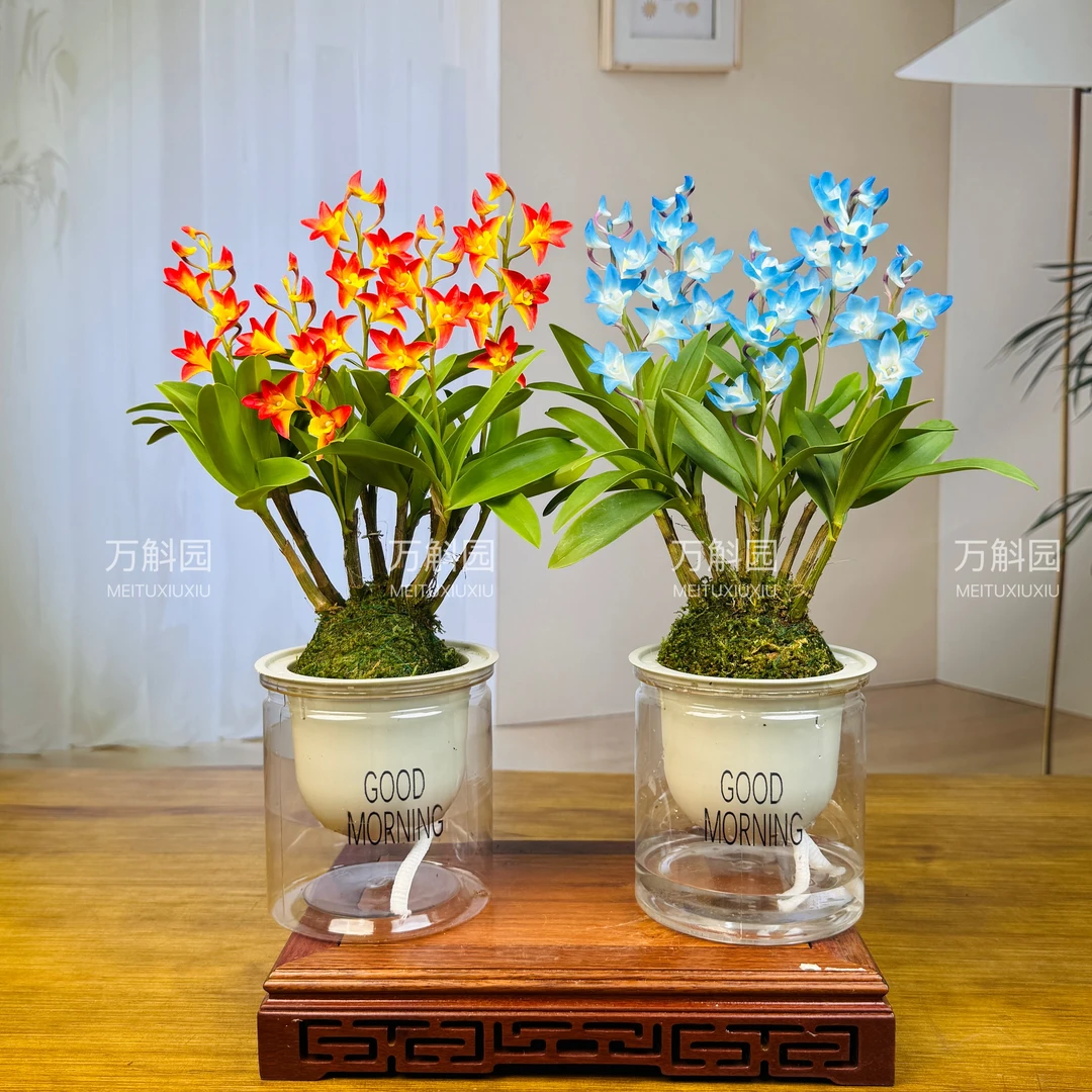 【新品】香水石斛兰【雪冰蓝/凤凰】室内盆栽浓香型可水培好养花卉