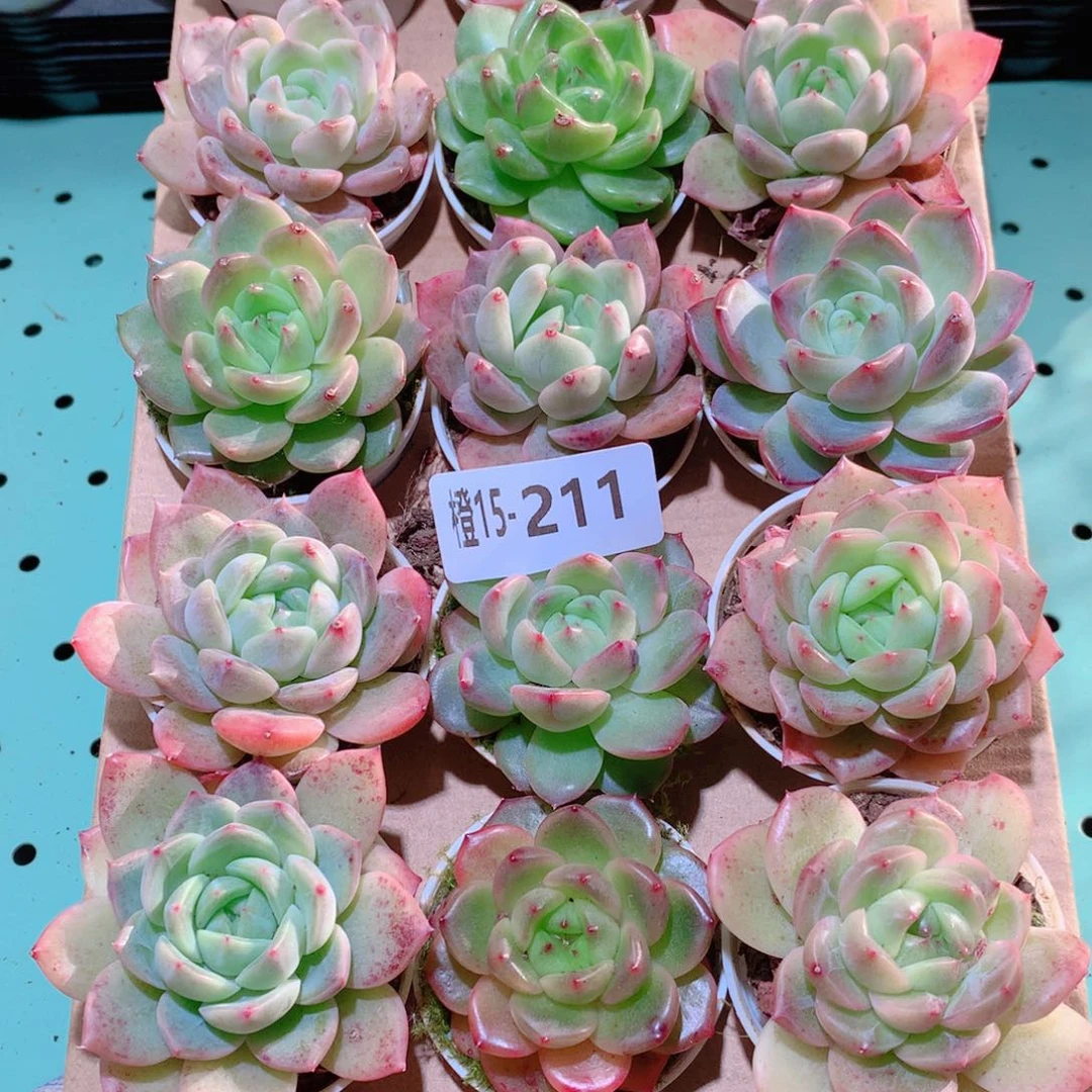 15-211一物一拍多肉带盆18 颗