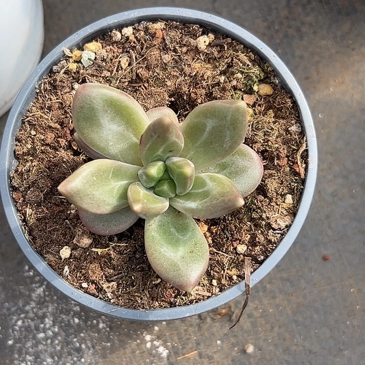 孤品美人单头特里一物一拍